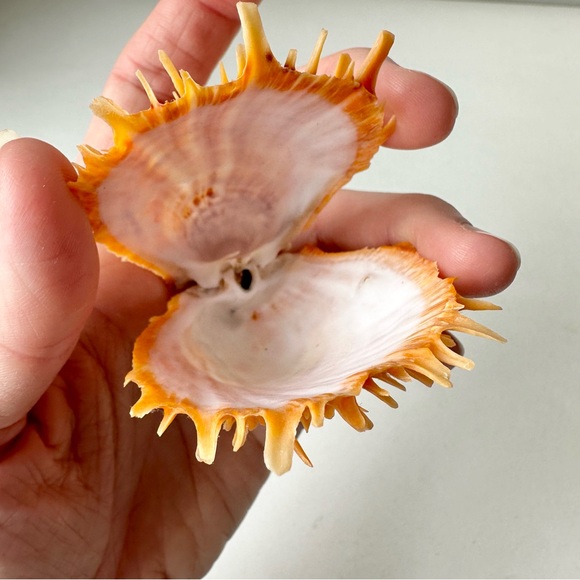 Bundle of 9 Vintage Exotic Seashells - Picture 5 of 7